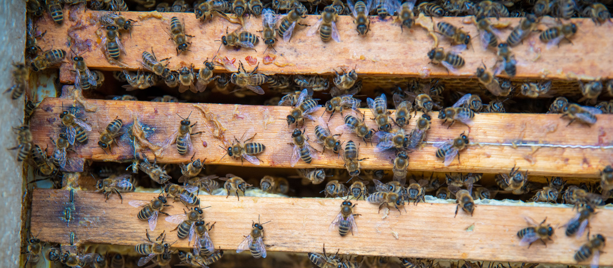 Bienen in einem Bienenstock einer Imkerei