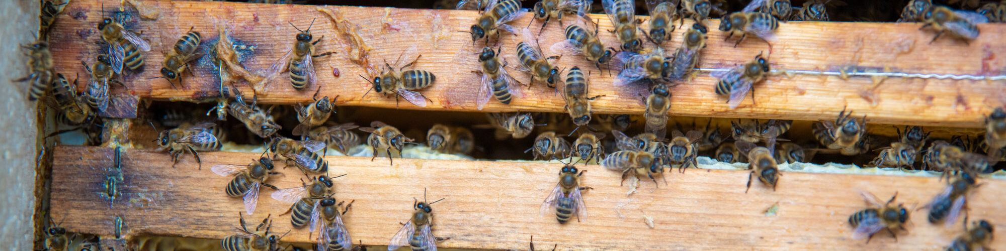 Bienen in einem Bienenstock einer Imkerei