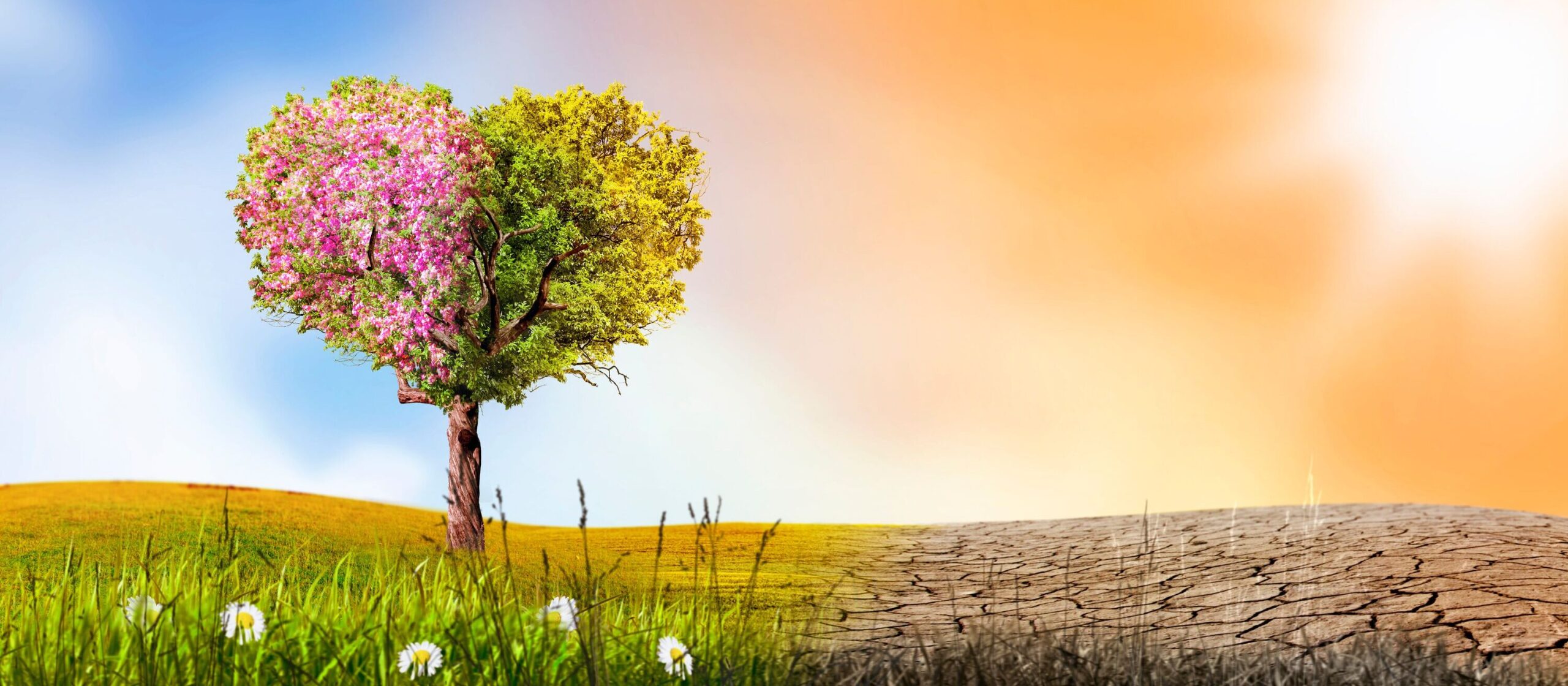 Linksseitig grüne Wiese mit Baum, rechts eine karge Wüste, die weiter vorrückt