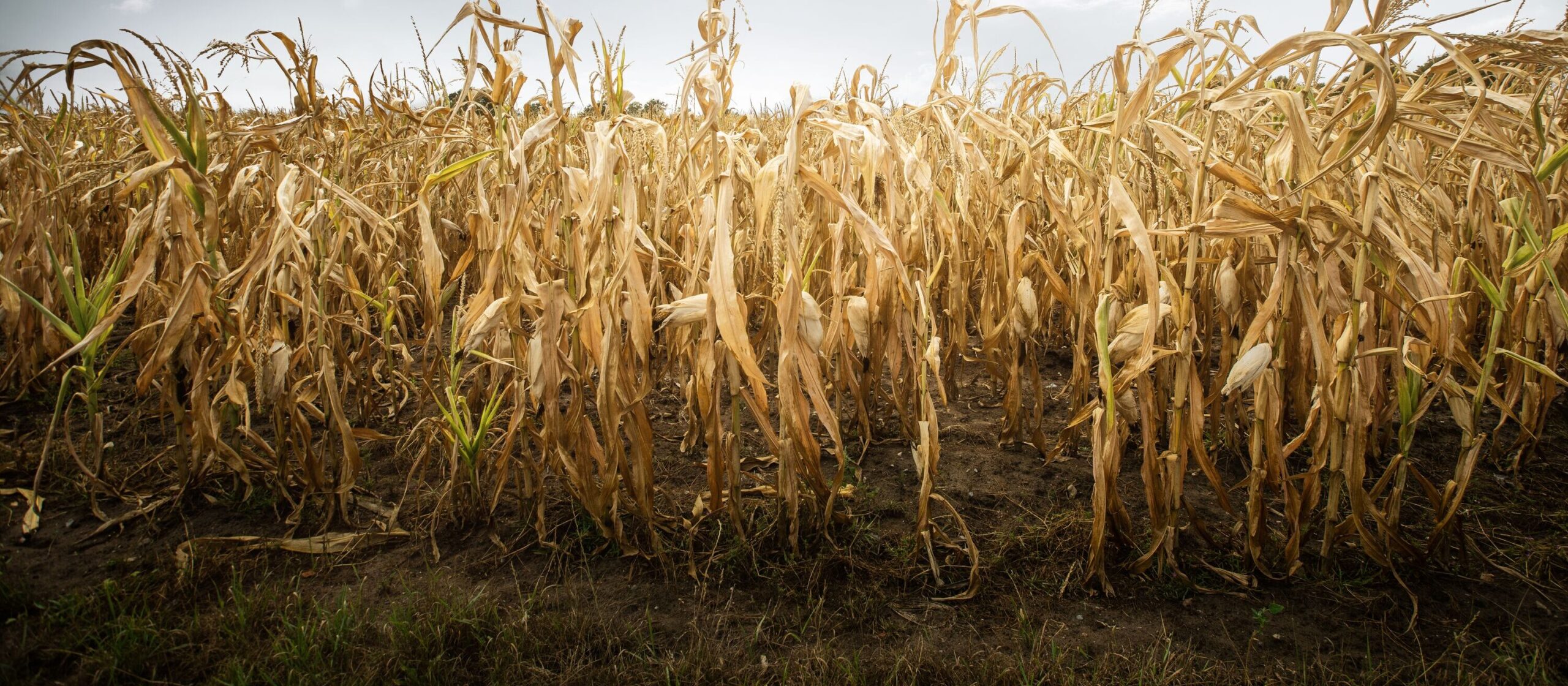 Zerstörte Ernte aufgrund von Dürre