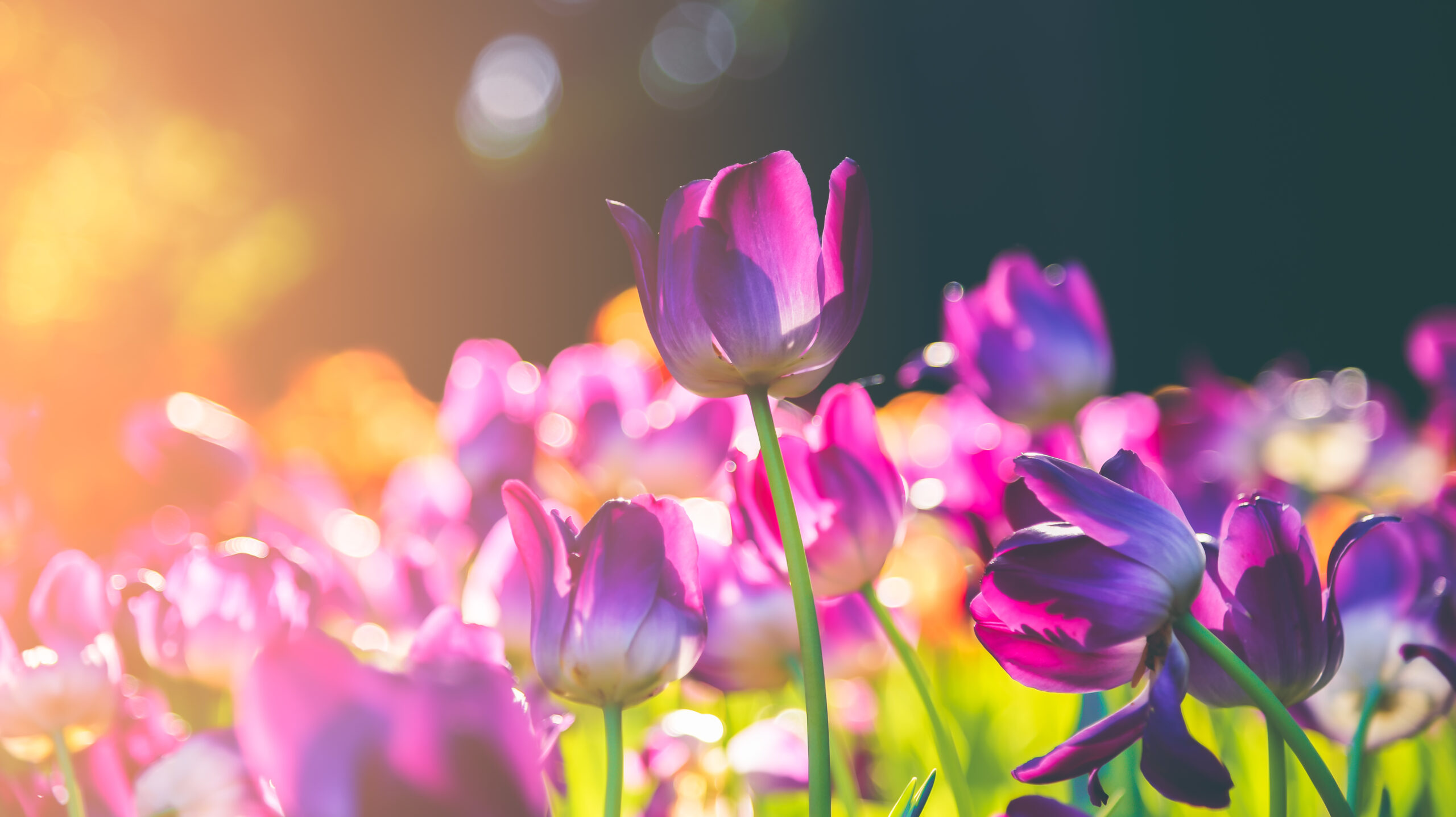 Viele bunte Tulpen, eine der beliebtesten Blumen in Sporkmanns Gärtnerei