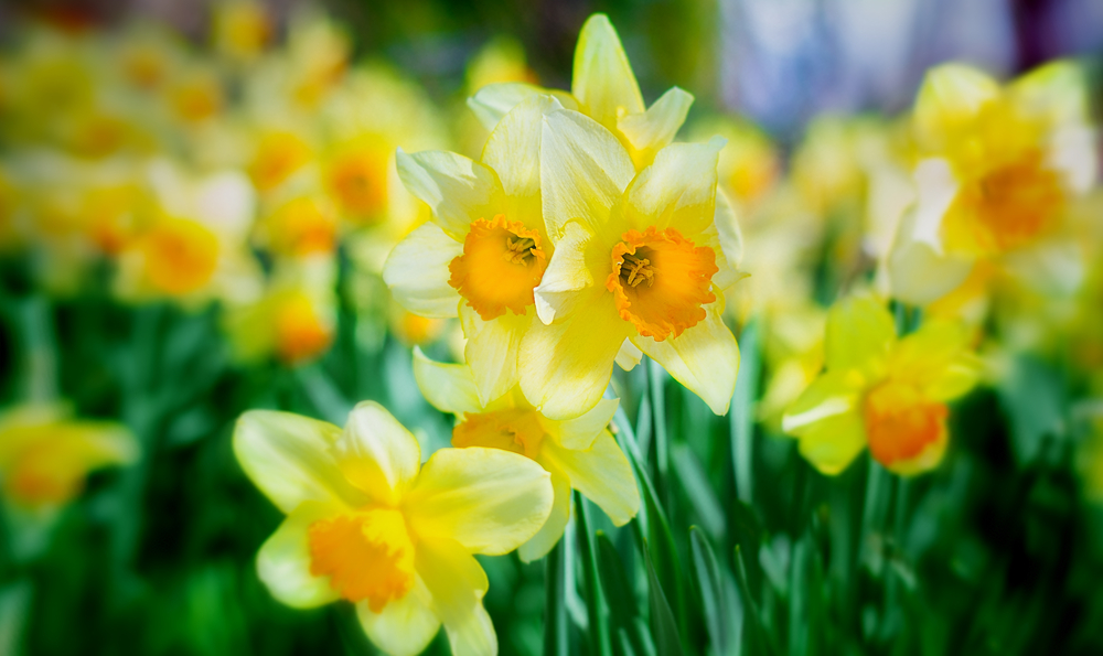 Feld voll Osterglöckchen, eine der beliebtesten Blumen in Sporkmanns Gärtnerei