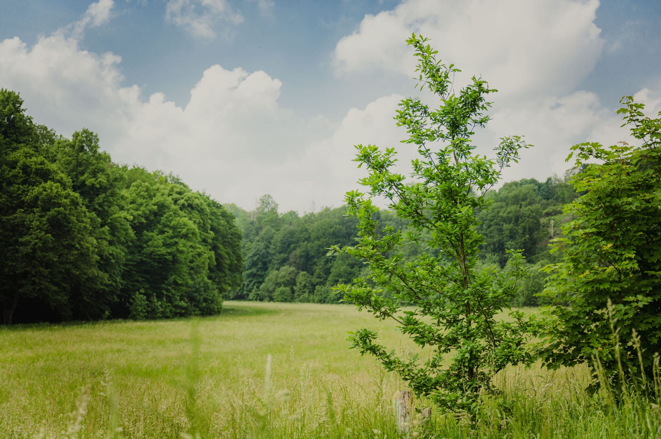 Natur im Haxter Grund