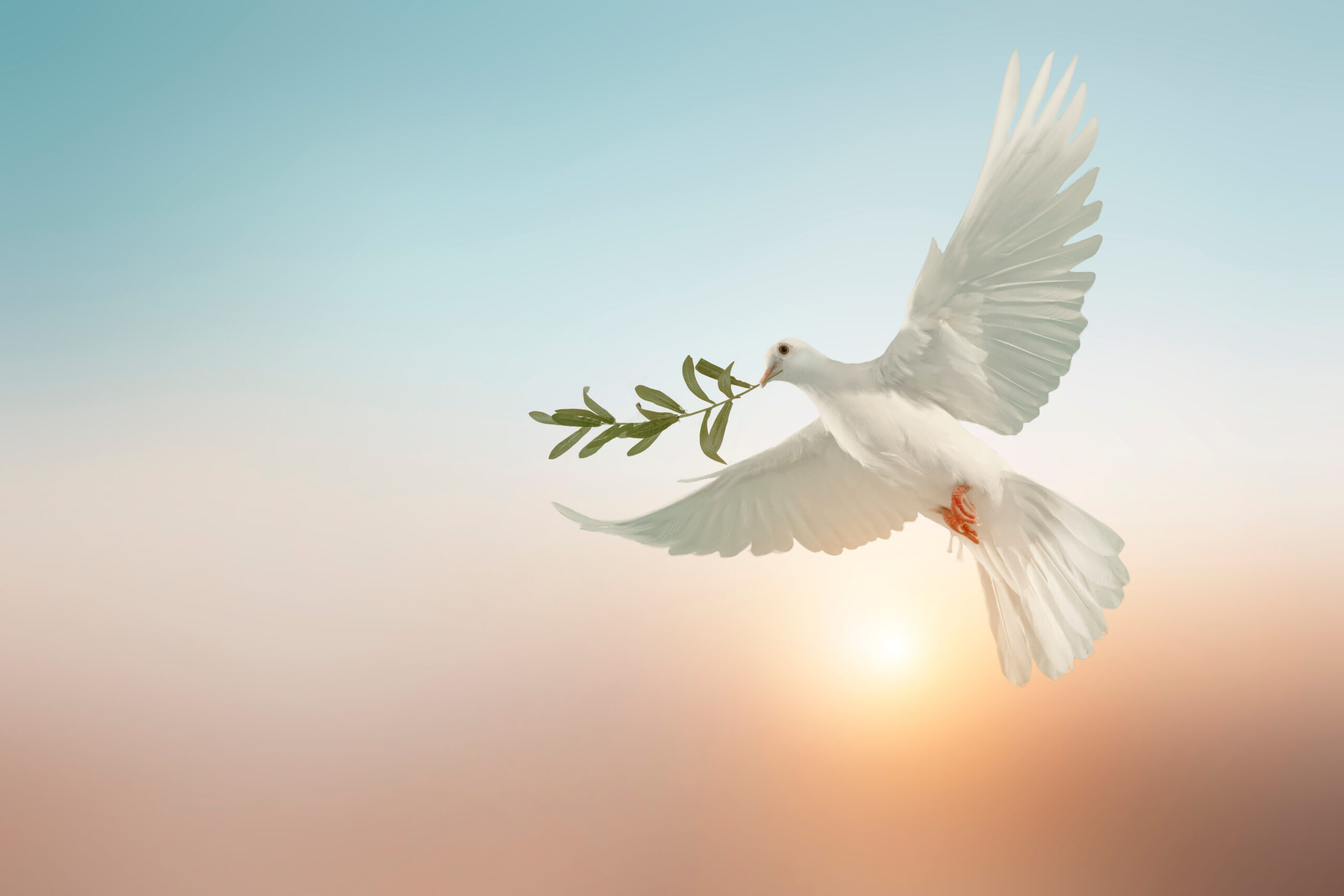 Weiße Taube als Symbol für Pfingsten