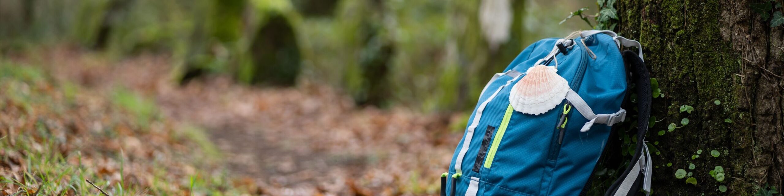 Pilgern im Wald mit Rucksack und Jakobsmuschel