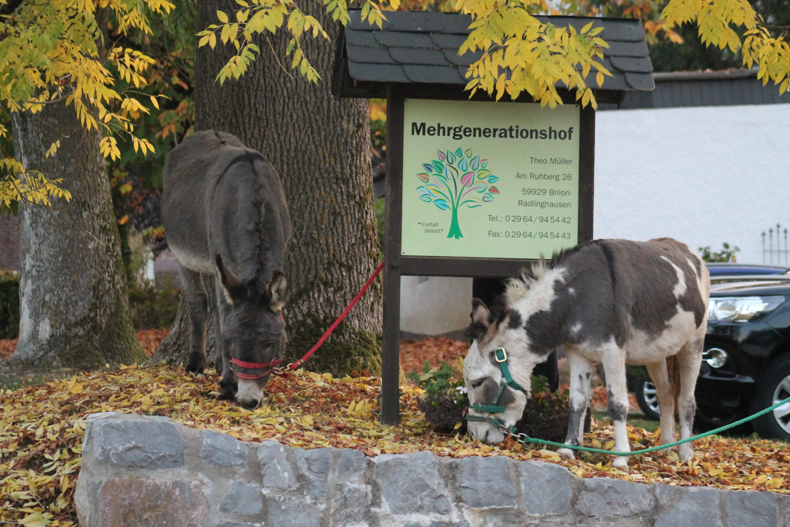 Zwei Esel vor dem Schild des Mehrgenerationenhofs in Radlinghausen.