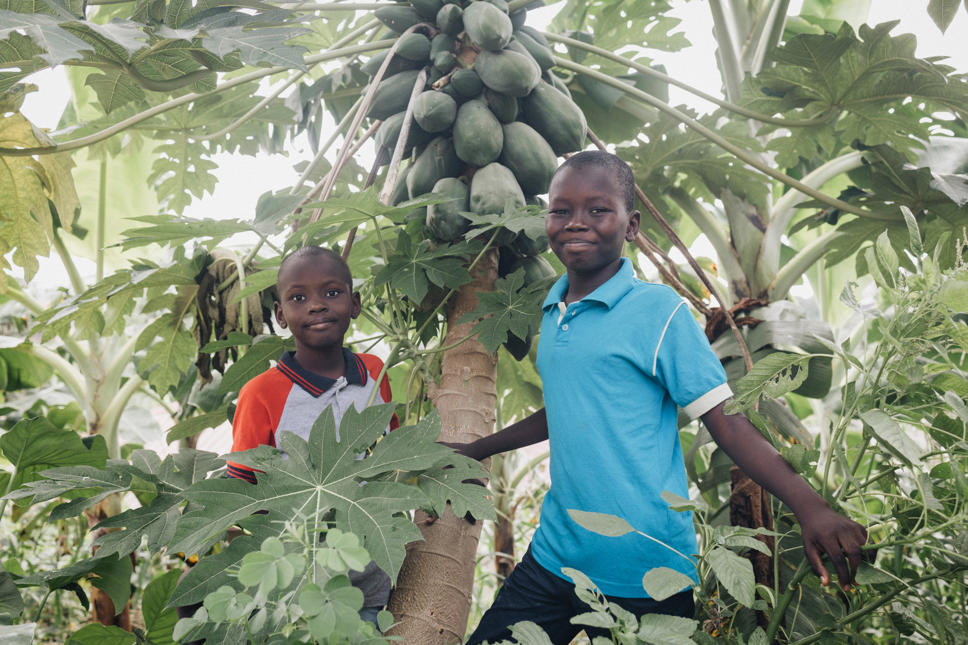 Die Geschwister Godlove (10) und Melchior (9) spielen im Papaya-Baum.