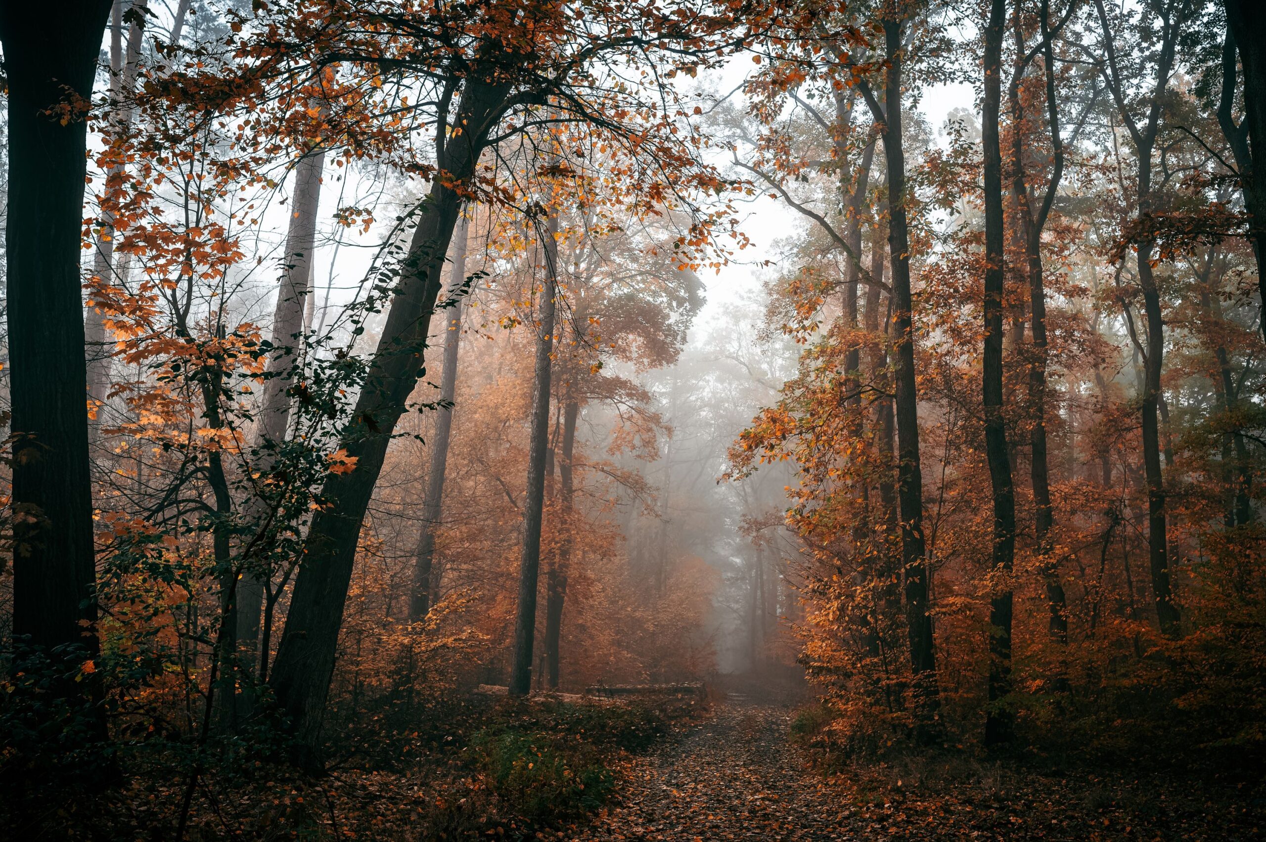 Neblig-düsterer Herbstwald